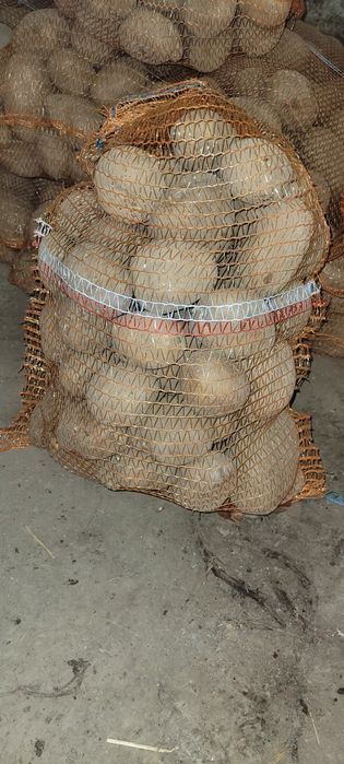 Ziemniaki odmiana Vineta