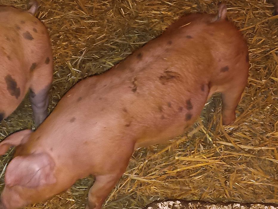 Prosięta, super mięsność duroc x pietrain