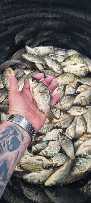 Karaś, Karaska, Żywiec, Narybek