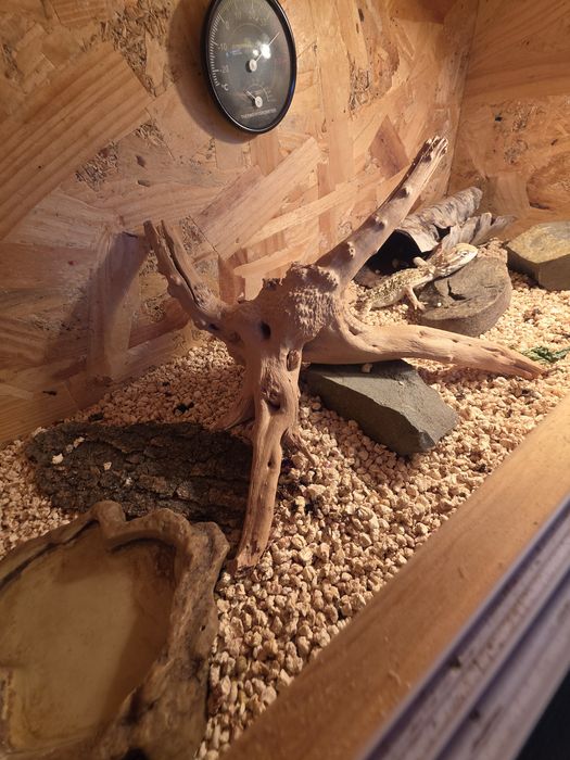 Terrarium Agama brodata karłowata
