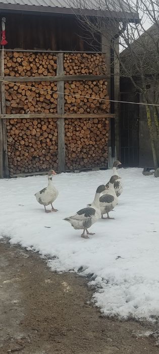 Jaja lęgowe gęsi kartuskiej
