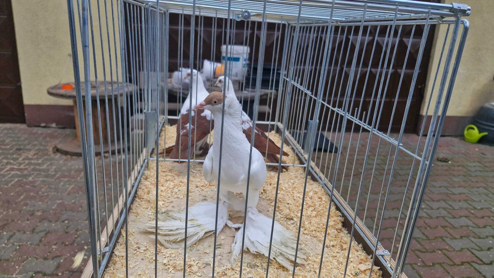 Gołębie Krymki, Widynki czerwone i zółte - duży wybór