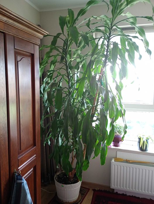 Dracena 3 odnogi