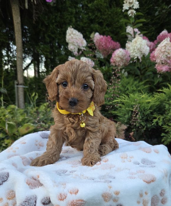 Cavapoo F1b  suczka