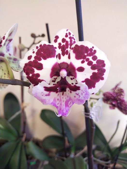 Домашні орхідеї сортові