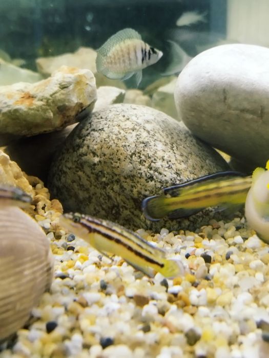 Julidochromis regana marksmithi tanganika naskalnik