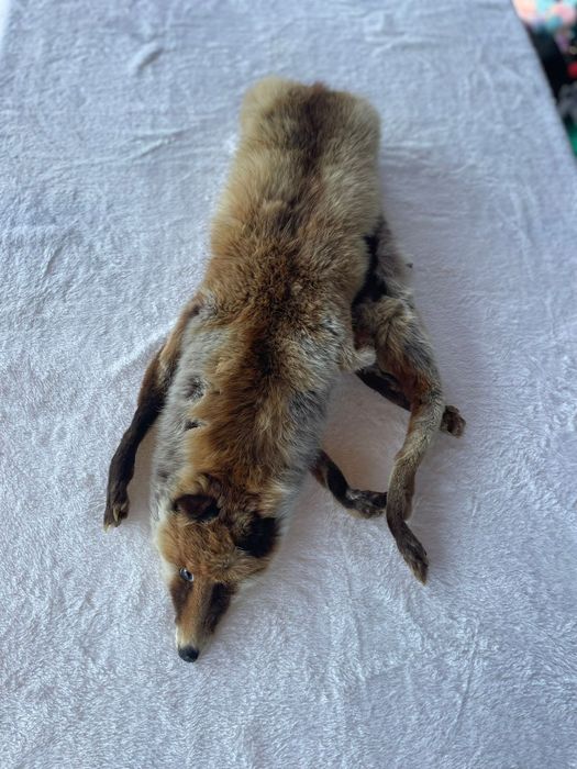 Kołnierz z całego lisa a La prl