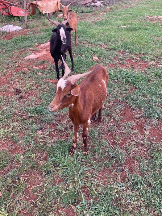 Vende-se chibas