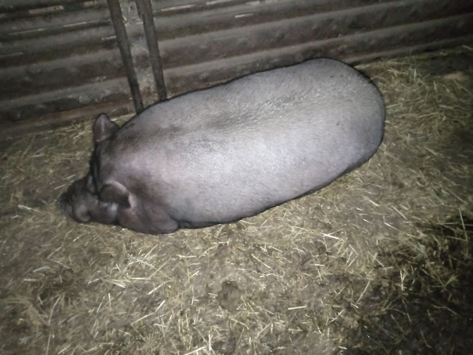 Продам кабана на забій В'єтнамець