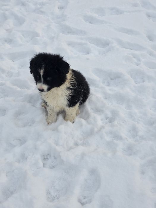 suczka border collie