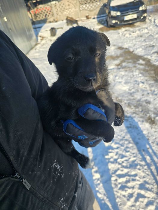 Pieski w dobre ręce oddam