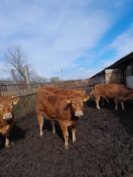 Giełda zwierząt - Rolnictwo