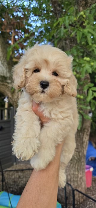 Maltipoo / chłopczyk