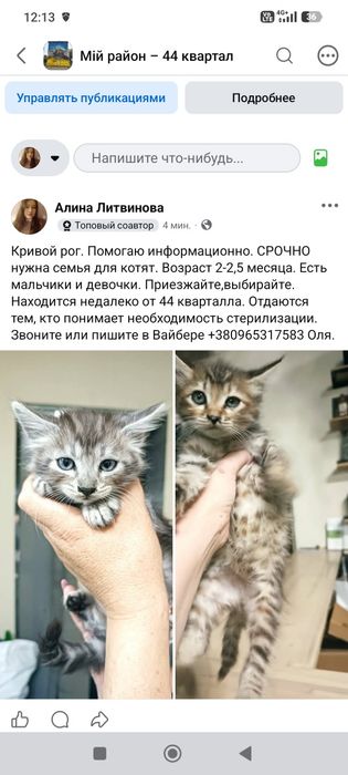 Котята в хорошие руки бесплатно. Котенок даром. Кот. Кошка.