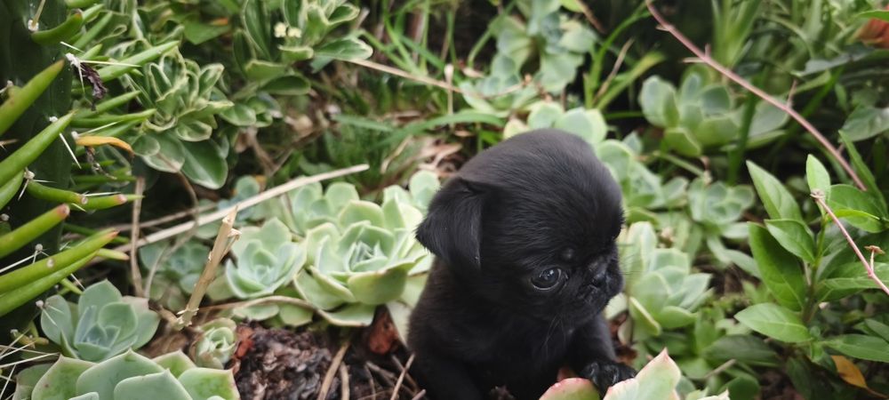 Pug carlin criado em ambiente familiar disponível para entrega imediata desparasitado vacinado pais á vista possibilidade de entrega ao domicilio Env
