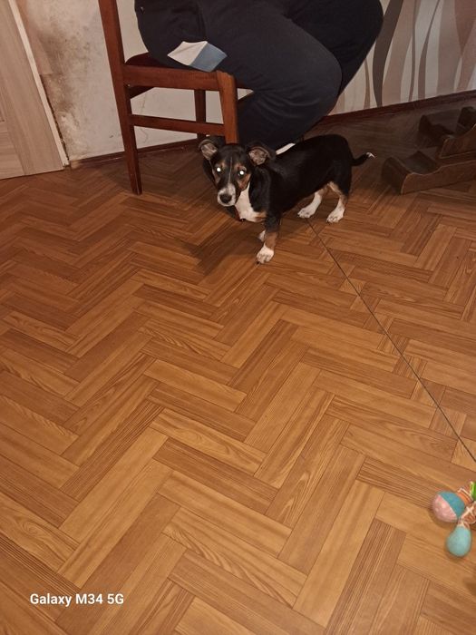 Oddam pieska w dobre ręce