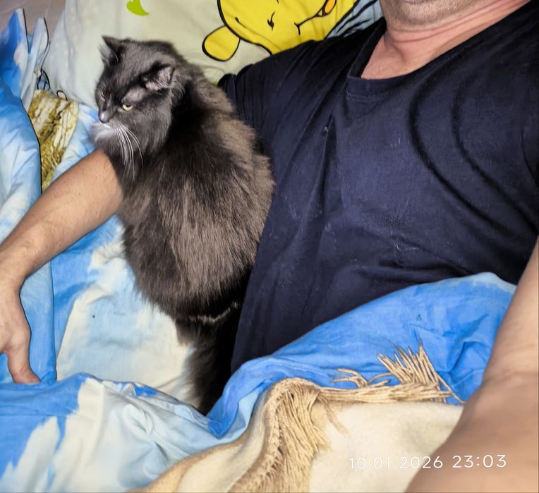 Подарю кошку (домашняя)