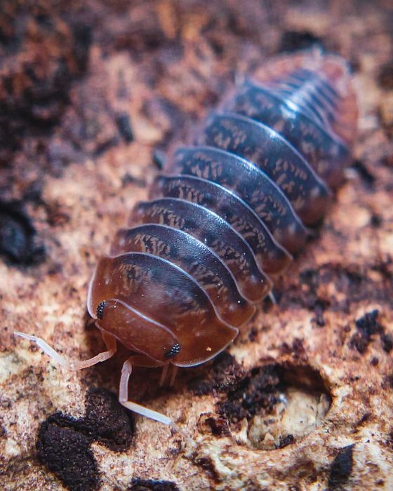 Sinodillo sp. "Vietnam", isopody, 10 szt.