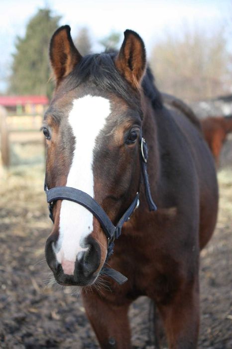 3,5 letni ciemnogniady wałach SP ze świetnym ruchem