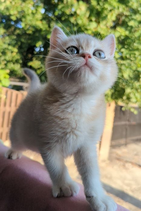 Голубое золото. Шиншила