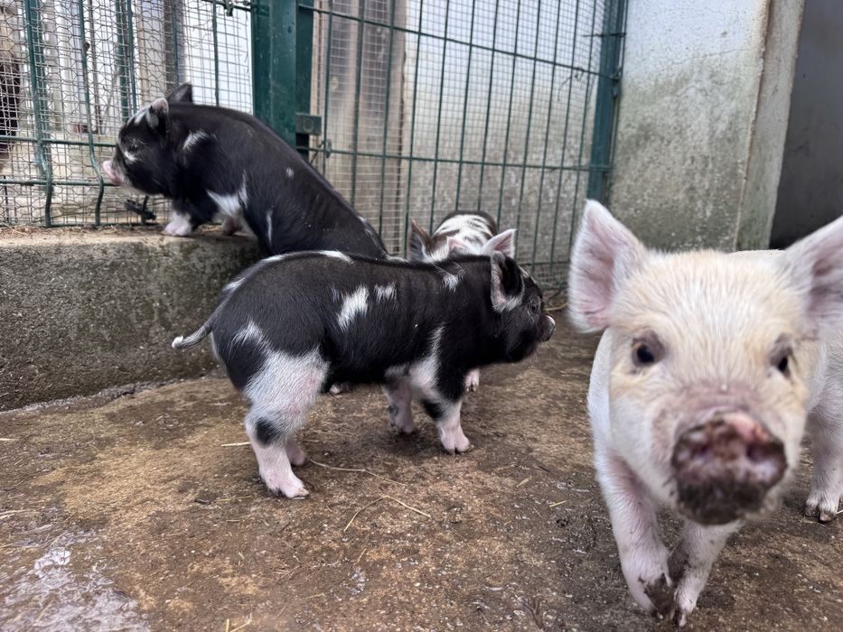 Porcos  raca kunekune