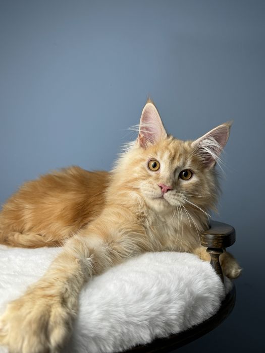 Огненный рыжий котенок мейн кун крупная линия 4 месяца мальчик