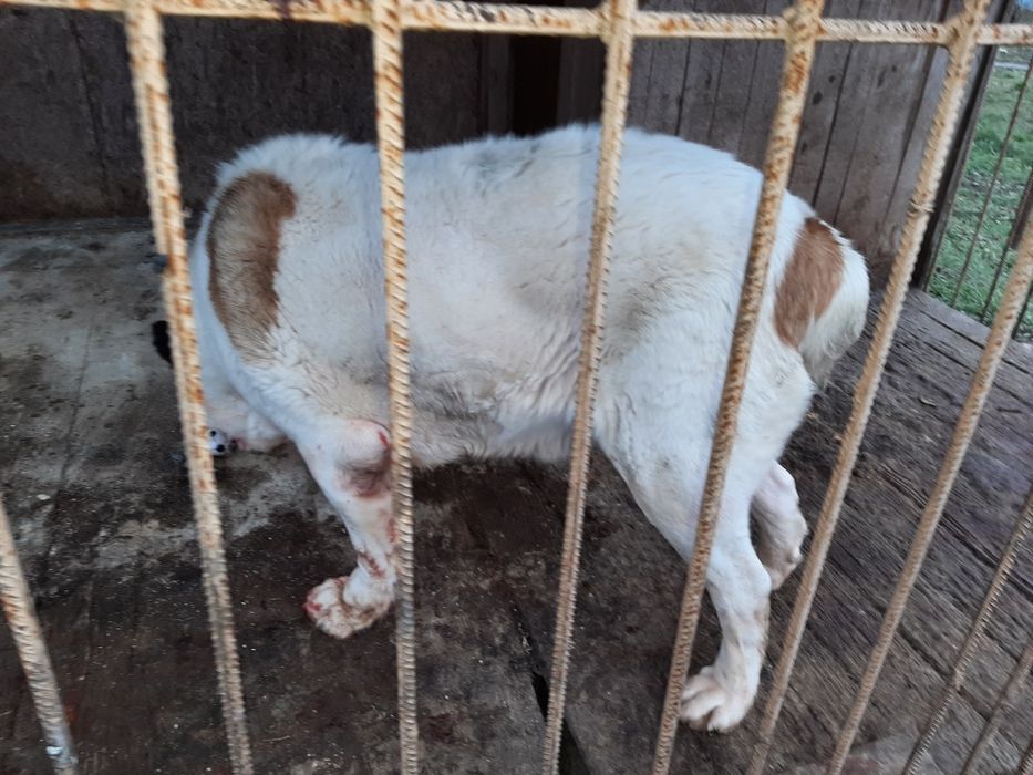 Алабай для вязки