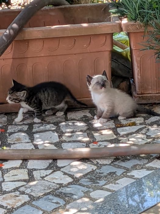 Gatinhos bebés para adoptar