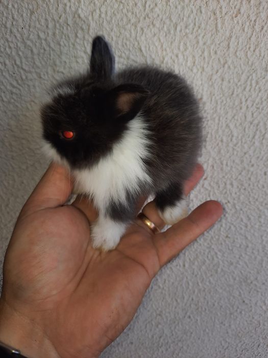 Coelhos anões várias raças