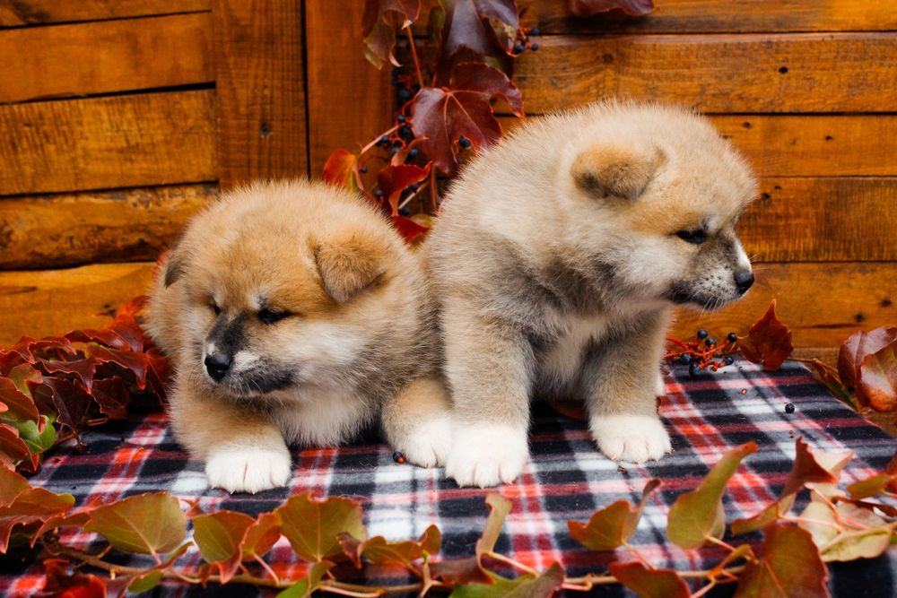 Цуценята акіта іну,  японська акіта