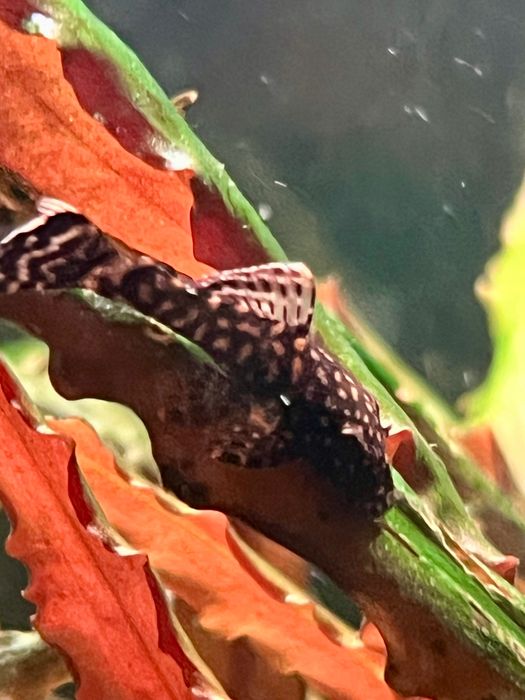 Glonojady młode zbrojniki niebieskie