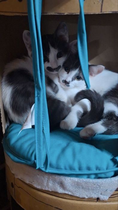 Котики, хлопчики, 3 місяці шукають дім