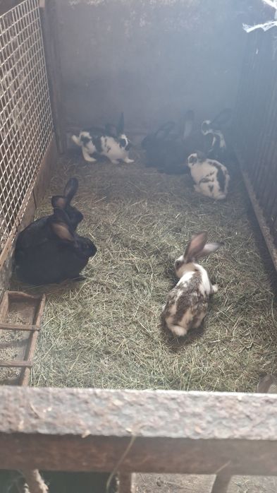 Króle króliki młode