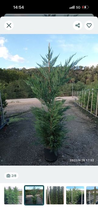 Planta leylandii para sebe. Cedro