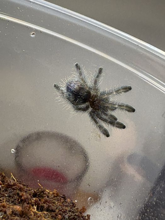 Caribena versicolor pająk ptasznik l1