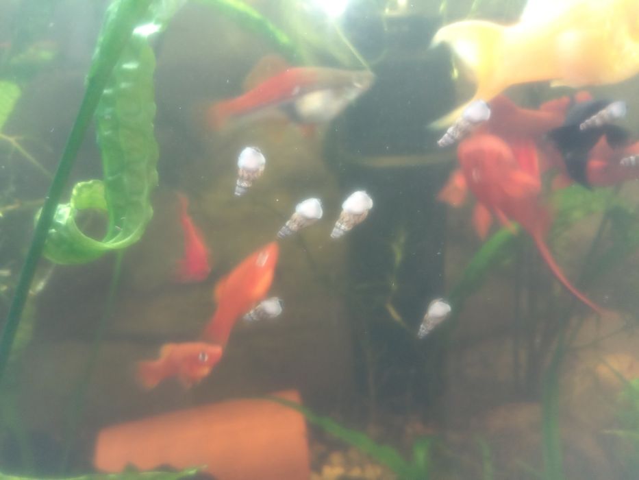 Mieczyki młode po 3 zł+ gratis rośliny pływające