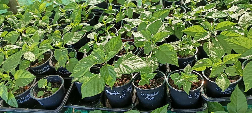 Vendo plantas de malaguetas / pimentas raras