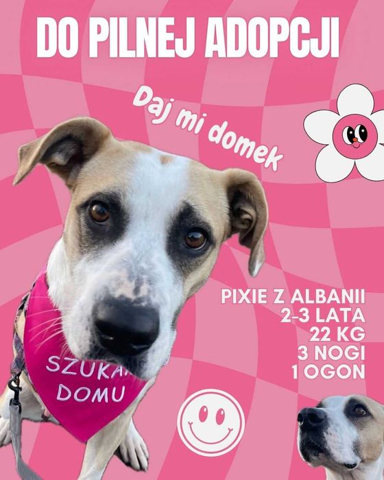 Pixie uratowana z Alabanii, kochana trójłapka w typie pitbulla AST