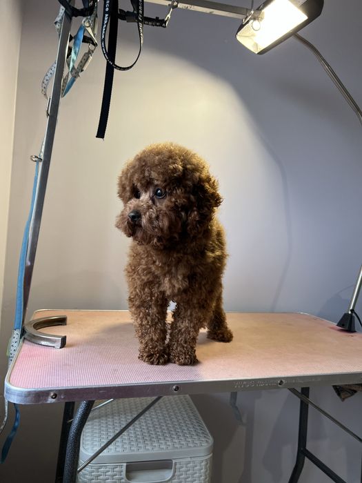 Той пудель_Шукає  наречену