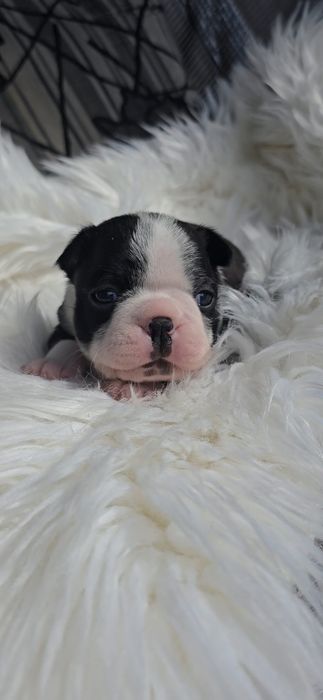 Boston terrier dziewczynka