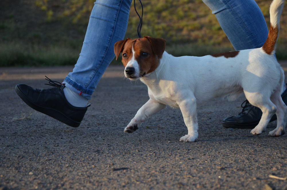 Джек Рассел Тер'єр. В'язка.