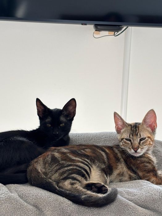 Adoção Conjunta: 2 irmãos inseparáveis Tom e Nina