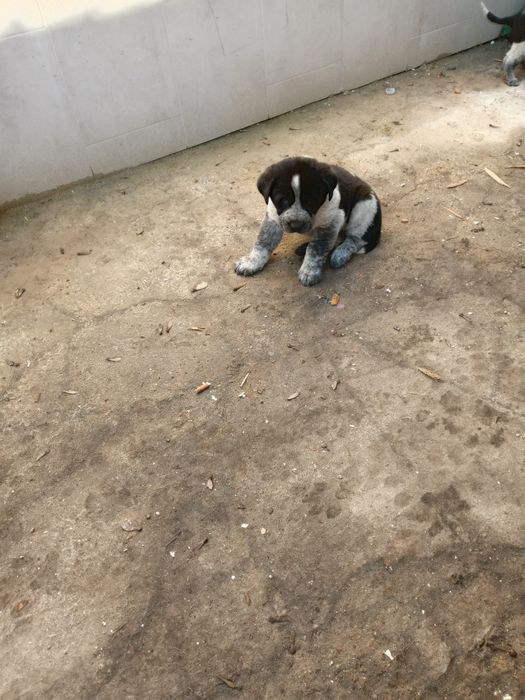 Szczeniaki owczarek środkowoazjatycki