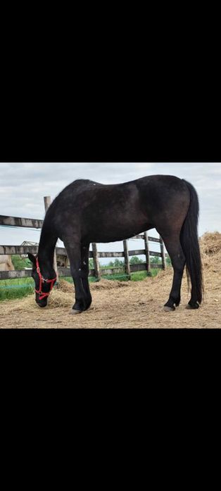 Sprzedam zamienię ładnego konia