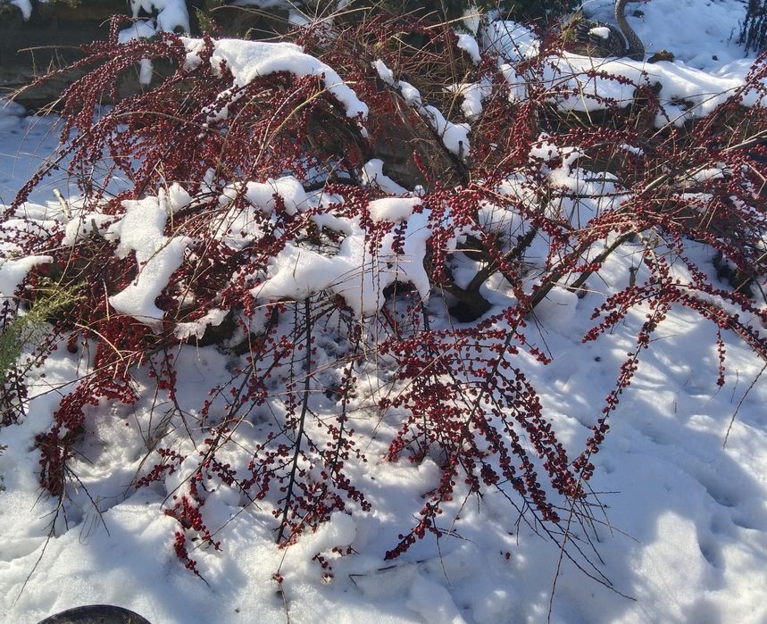 Кизильник горизонтальный