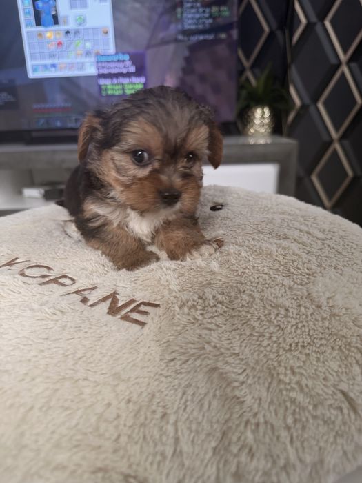 Yorkshire terrier