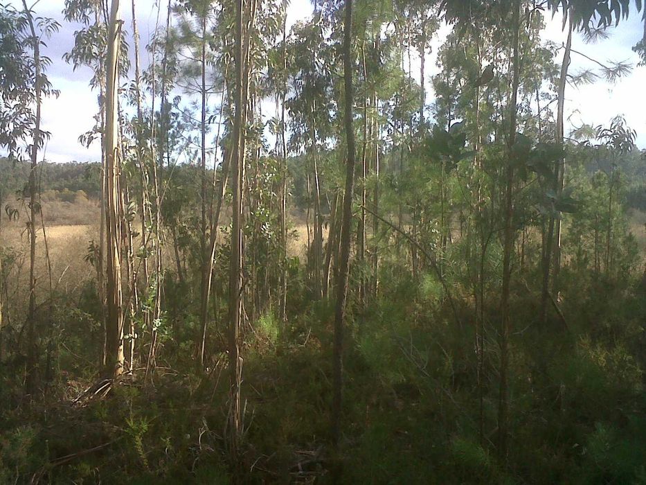 Terreno rústico p/ apicultura e lazer – Paúl da Madriz – Alfarelos