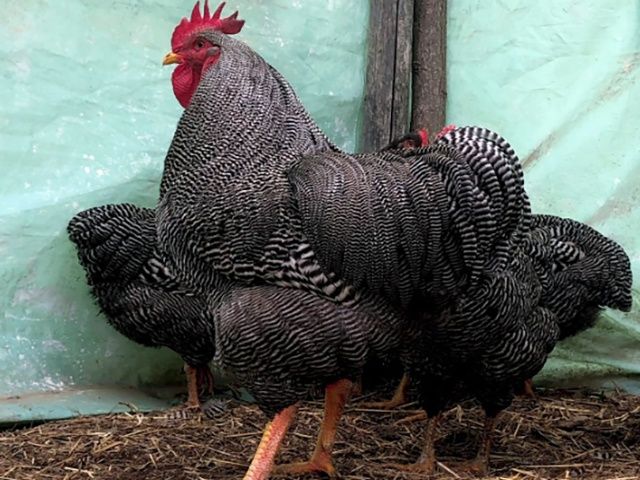 Яйце для інкубації, курчата, Амрокс. Птиця.