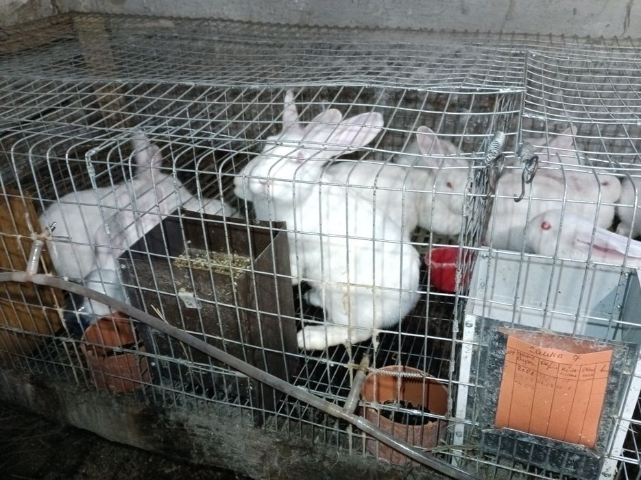 Продам кролів термонська біла