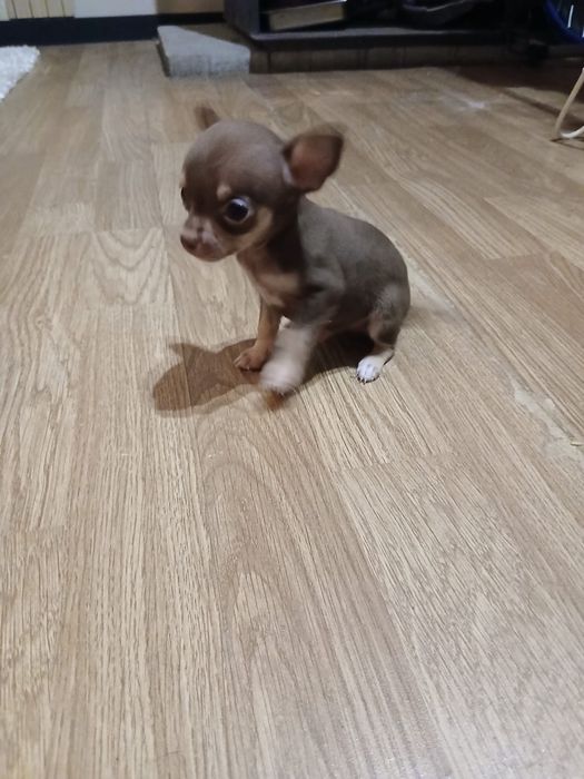 macho da raça Chihuahua, muito pequena cor chocolate